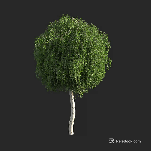 Lush Green Arbor with White Trunk and Dense Foliage Canopy 3d model