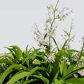 Vibrant Garden Display With Lush Green Leaves White Flowers And Purple Blooms