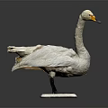 White Swan Taxidermy Bird Specimen Display on White Base Against Gray Background