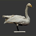 Modern Swan Birds Birds 3d model