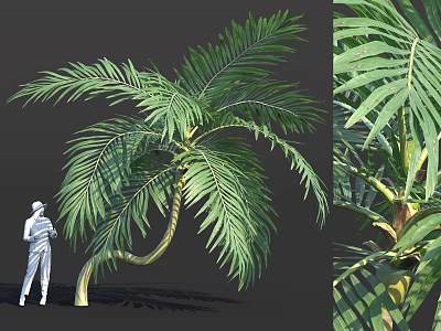 Large Bamboo Plant With Lush Foliage And Thick Stem 3d model