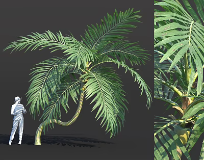 Large Bamboo Plant With Lush Foliage And Thick Stem 3d model Large Bamboo Plant With Lush Foliage And Thick Stem 3d model