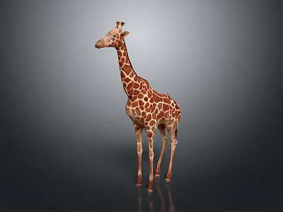 Giraffe in standing pose with long neck and spotted coat on gray gradient background 3d model