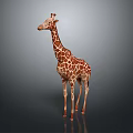Giraffe in standing pose with long neck and spotted coat on gray gradient background