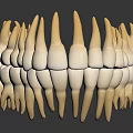 Detailed 3D Model of Human Teeth Showing Dental Structure and Tooth Anatomy Features