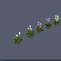 Potted Indoor Plants With White And Pink Flowers And Green Leaves Arranged In A Row