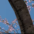 Tall Tree With Pink Blossoms And Person Standing Under On Paved Ground