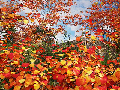 Vibrant Autumn Shrubs With Red And Orange Leaves Against Blue Sky 3d model