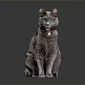 Gray Cat with Red Collar Green Eyes Sitting on Shiny Black Surface Against Dark Background