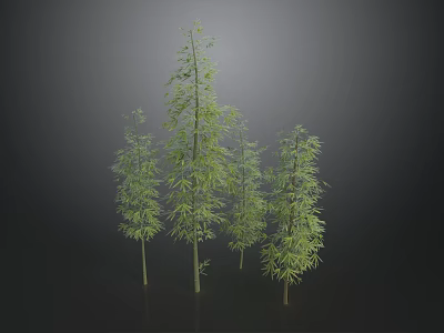 Lush Green Bamboo Plants With Slender Stems And Different Heights In Natural Growth 3d model