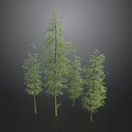 Lush Green Bamboo Plants With Slender Stems And Different Heights In Natural Growth
