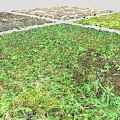 Diverse Natural Ground Scenes With Green Grass Moss And Fallen Leaves