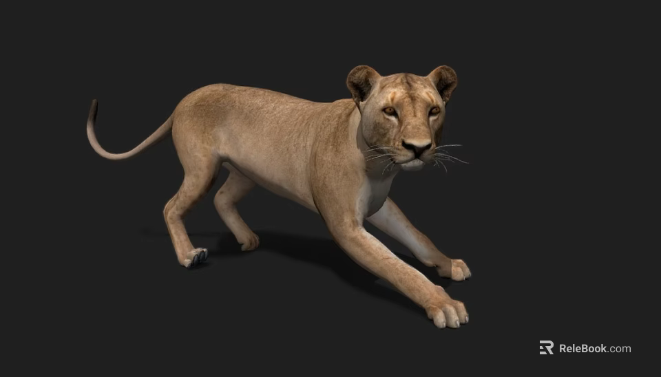 Realistic 3D Lioness Model With Light Brown Fur Stretching Front Legs On Black Background 3d model 