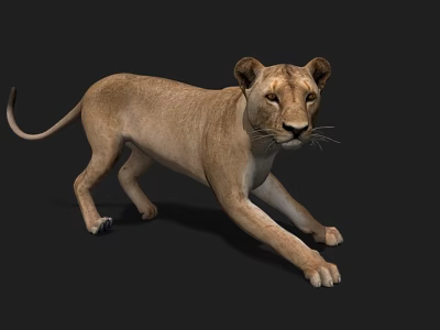 Pumas with animation with bound lioness lioness lioness African grassland beasts of prey animals 3d model
