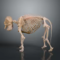 Animal Skeleton in Standing Posture with Detailed Bone Structure on Gray Background and Reflective Surface 3d model