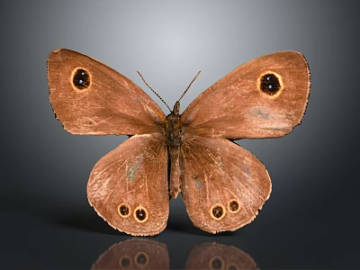 Brown Butterfly With Patterned Wings And Round Eyespots On Gray Background With Reflection 3d model