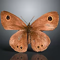 Brown Butterfly With Patterned Wings And Round Eyespots On Gray Background With Reflection 3d model