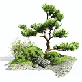 Japanese Style Courtyard Garden With Pine Tree Bushes Stones And Gravel