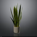 Green and Yellow Striped Leaves Plant in Beige Ceramic Pot on Dark Background