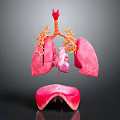 Chest Organs 3D Anatomical Model Showing Lungs Heart Trachea and Diaphragm Structures 3d model