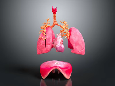 Chest Organs 3D Anatomical Model Showing Lungs Heart Trachea and Diaphragm Structures 3d model