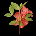 Pink Azalea Flowers With Green Leaves And Stem On Black Background