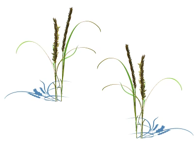 Graceful Herbaceous Plants with Spikelets and Slender Green Leaves Accompanied by Delicate Blue Shadows 3d model