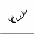 Natural Brown Deer Antlers As Decorative Wall Art For Rustic Homes