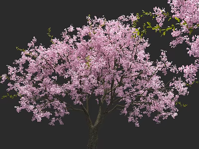 Stunning Pink Flowering Tree with Lush Branches and Abundant Blossoms Against Black Background 3d model
