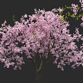 Stunning Pink Flowering Tree with Lush Branches and Abundant Blossoms Against Black Background