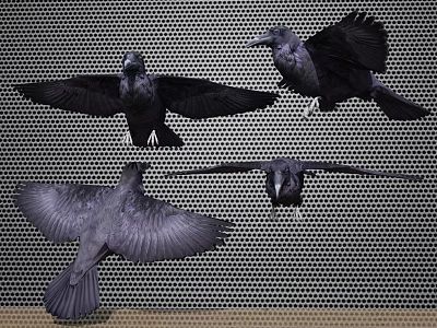 Four Black Crows in Various Flight Poses Against Mesh Background 3d model