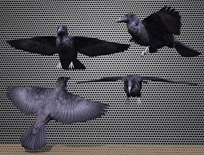 Modern Crow Wings 3d model