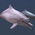 Two Pink and Gray Dolphins Swimming Together in Natural Underwater Habitat