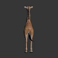 Giraffe With Long Neck And Spotted Coat Standing On Smooth Dark Surface 3d model