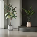 Modern Indoor Potted Plants With Green Leaves In Stylish Ceramic Wooden Planters On Minimalist Stands