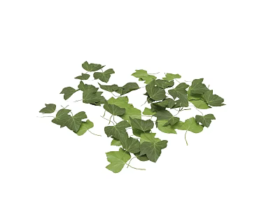 Fresh Green Ivy Leaves Scattered Beautifully On White Background 3d model