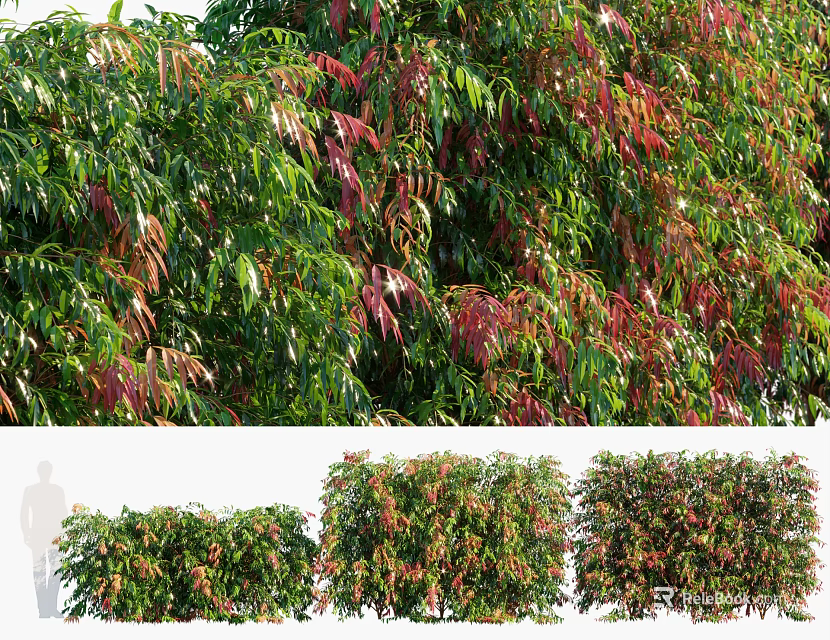 Vibrant Ornamental Shrubs With Green And Red Foliage For Garden Landscape Design 3d model 