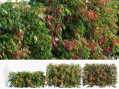 Vibrant Ornamental Shrubs With Green And Red Foliage For Garden Landscape Design 3d model