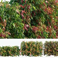 Vibrant Ornamental Shrubs With Green And Red Foliage For Garden Landscape Design