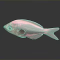 Vibrant Pink Striped Transparent Marine Fish With Gray Background And Reflection 3d model