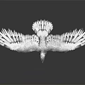 White Eagle Spreading Wings Standing On Black Surface With Detailed Feather Texture 3d model