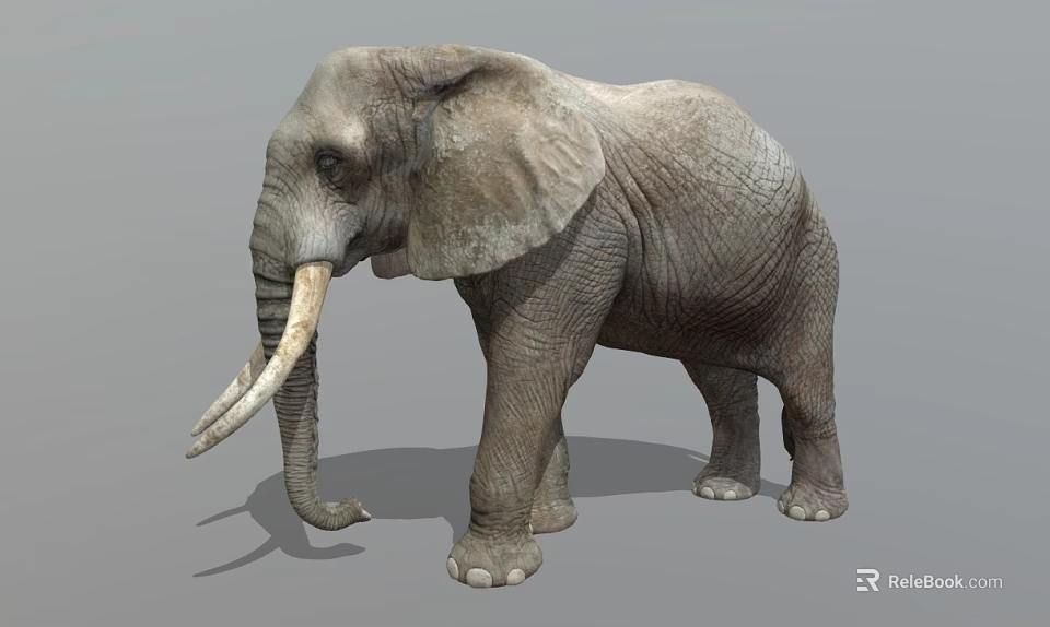 Realistic Gray Elephant With Large Ears Long Ivory Tusks And Detailed Skin 3d model 