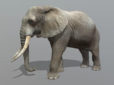 Realistic Gray Elephant With Large Ears Long Ivory Tusks And Detailed Skin 3d model