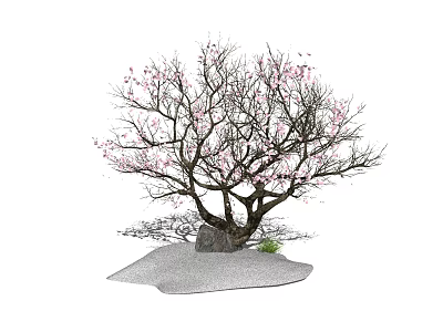 Ornamental Arbor With Pink Blossoms Thick Trunk And Stone Base In Garden 3d model