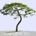 Lush Green Tree With Curved Trunk Blue Sky Distant Mountains Sandy Ground And Mist
