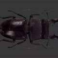 Dark Brown Stag Beetle With Large Mandibles And Shiny Exoskeleton Close Up