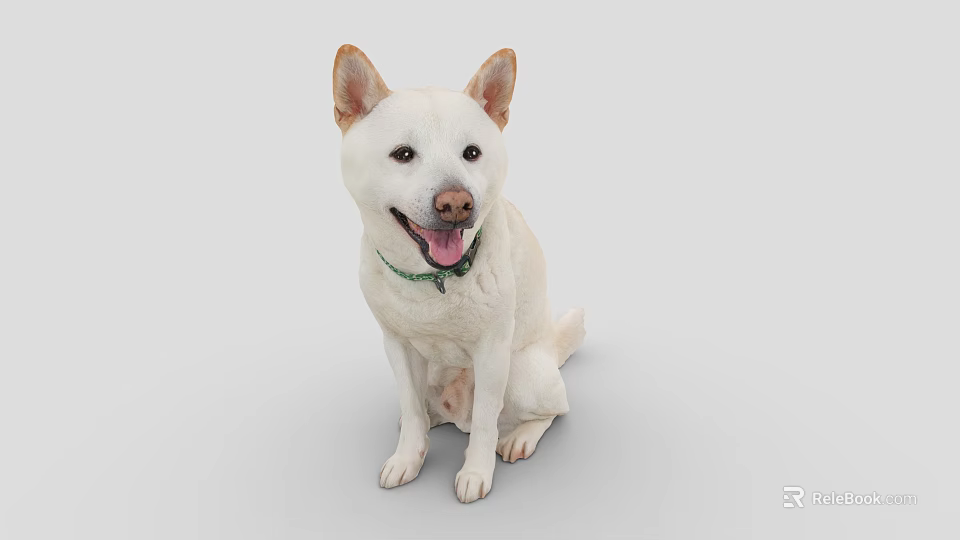 White Dog Sitting With Green Collar Looking Happy And Tongue Out 3d model 