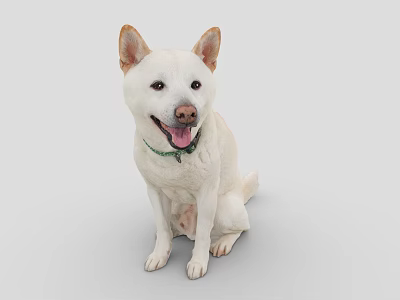 White Dog Sitting With Green Collar Looking Happy And Tongue Out 3d model