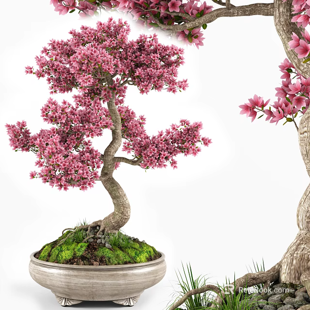 Beautiful Bonsai Potted Plant With Pink Flowers Twisted Trunk And Green Moss 3d model 