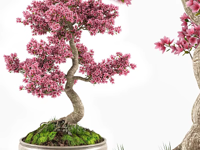 Beautiful Bonsai Potted Plant With Pink Flowers Twisted Trunk And Green Moss 3d model